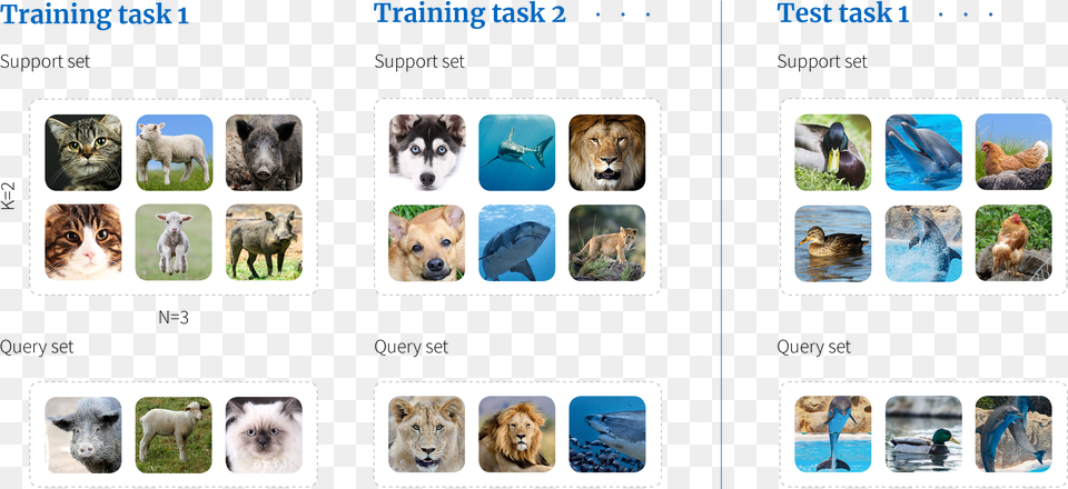 Meta Learning Few Shot Learning, Animal, Mammal, Lion, Collage Free Transparent Png