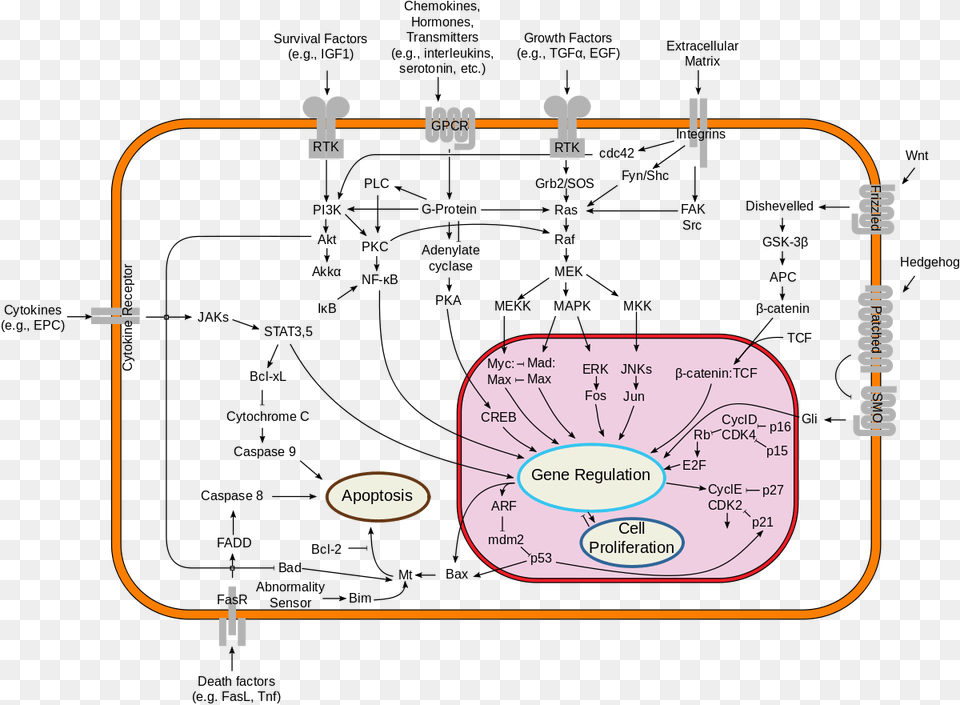Metabolic Pathways In The Cell, Gas Pump, Machine, Pump, Diagram Png