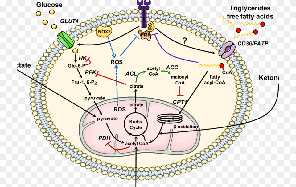 Metabolic Regulation In The Insulin Resistant Heart Metabolism, Diagram, Chart, Plot Png