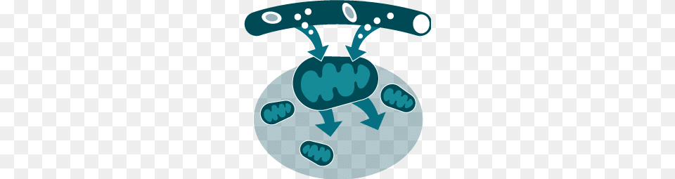 Metabolism Panel Free Png