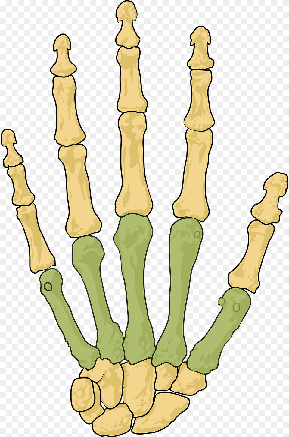 Metacarpals Clipart, Person, Adult, Female, Woman Free Transparent Png