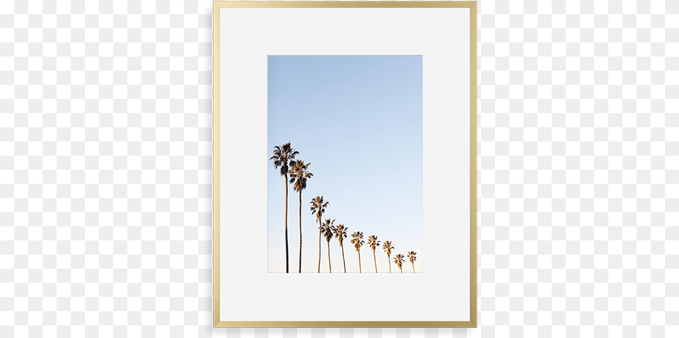 Metal Gallery Matte Gold Picture Frame, Palm Tree, Plant, Summer, Tree Free Png Download