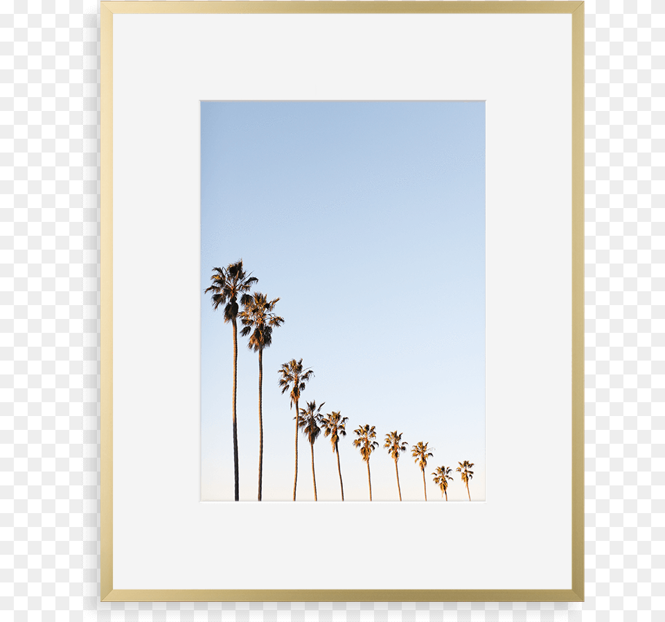 Metal Gallery Matte Gold Sky With Palm Trees, Palm Tree, Plant, Summer, Tree Free Png Download