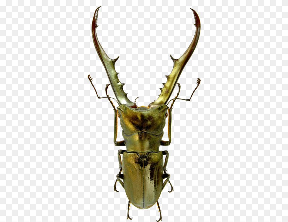 Metallic Stag Beetle, Animal, Food, Invertebrate, Lobster Free Png