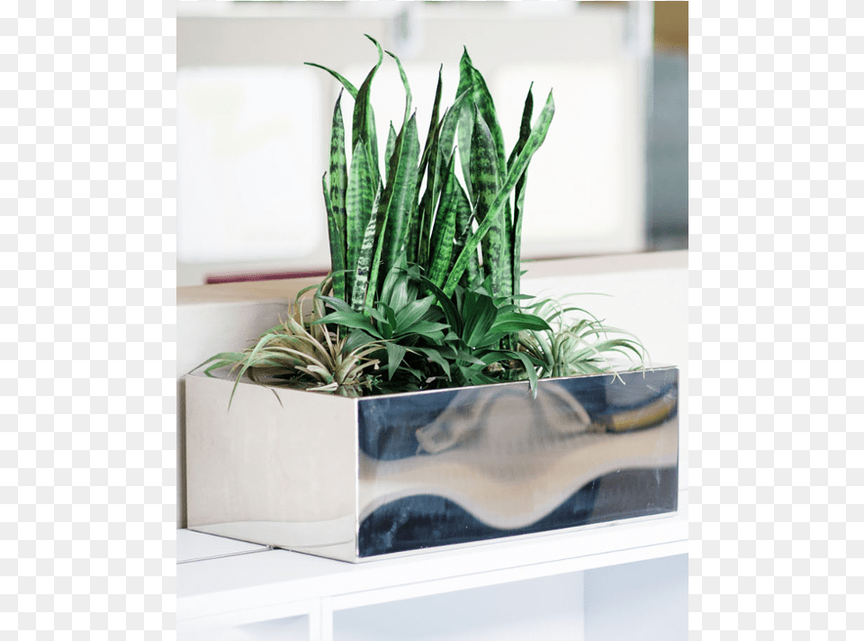 Metallic Table Top Box Houseplant, Jar, Plant, Planter, Potted Plant Free Transparent Png