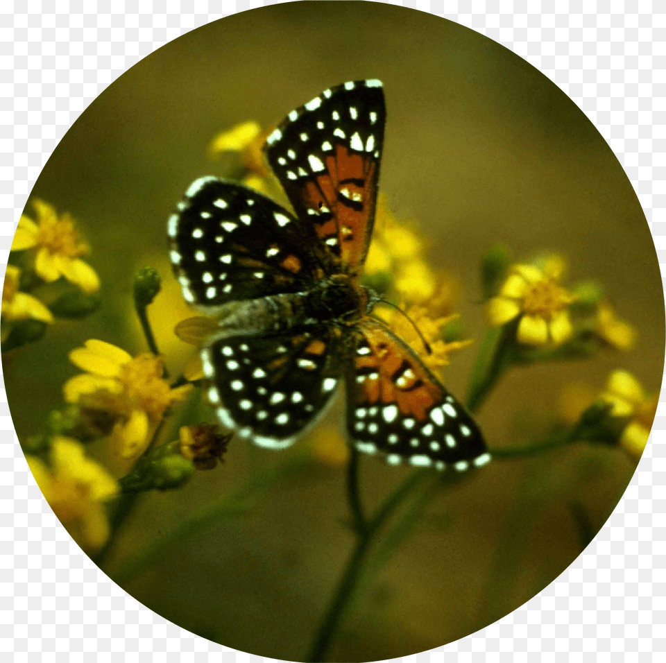 Metalmark Butterfly Insect Behavior, Daisy, Flower, Plant, Petal Png Image