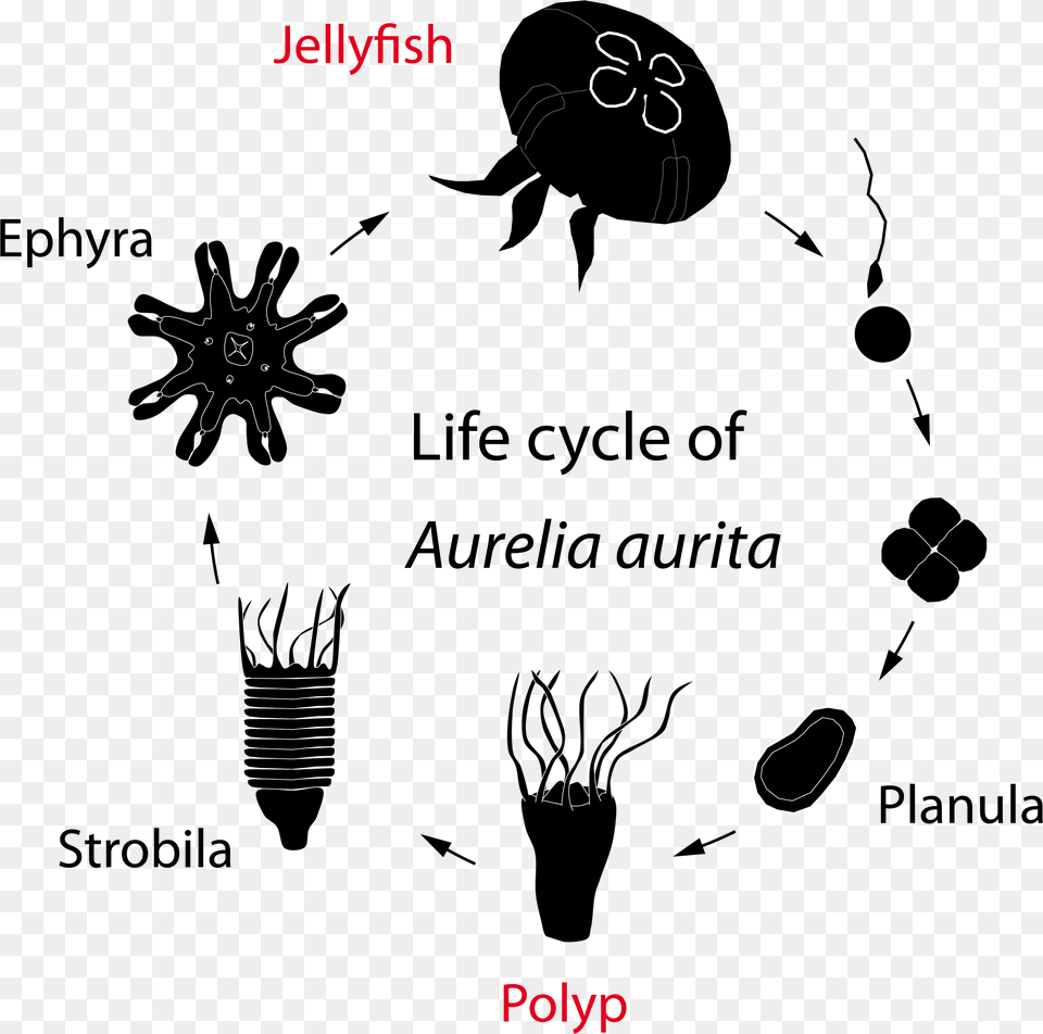 Metamorphosis Of A Jellyfish, Light, Blackboard, Outdoors, Nature Png Image