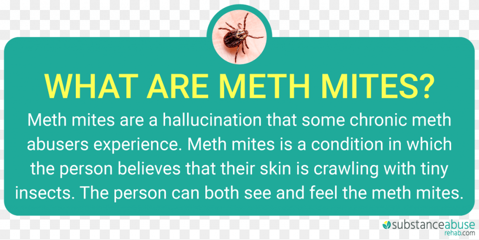 Meth Mites And Meth Sores The Dangers Of Meth Abuse Methamphetamine, Animal, Insect, Invertebrate, Tick Free Png