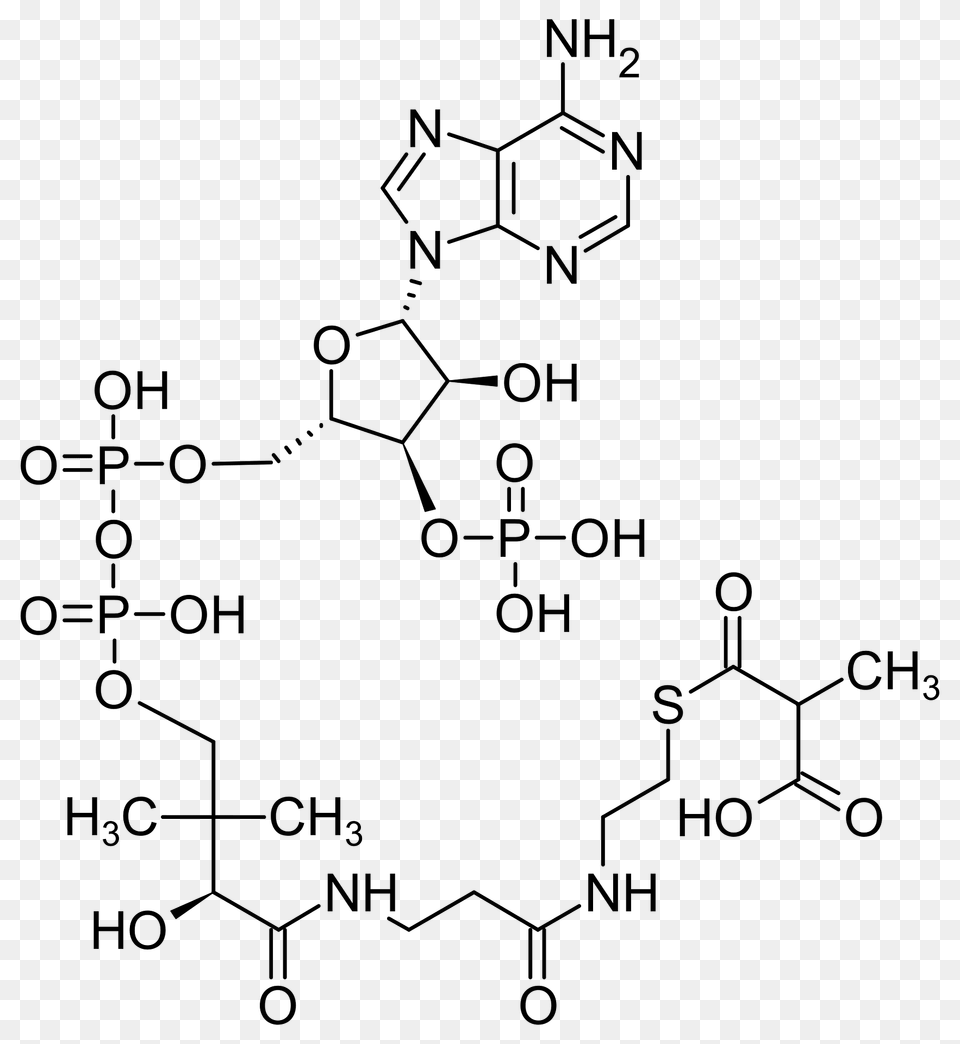 Methylmalonyl Coa Clipart, Diagram Free Png