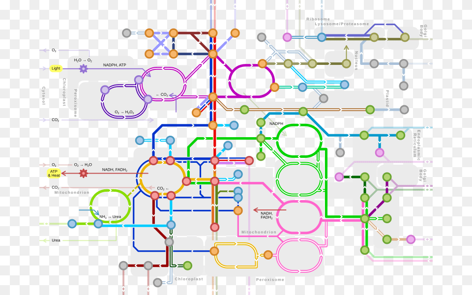 Metro Style Map Of Major Metabolic Pathways Subway Map Of Metabolism, Cad Diagram, Diagram Free Png Download