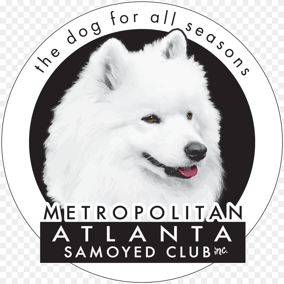 Metropolitan Atlanta Samoyed Club Japanese Spitz, Animal, Canine, Dog, Mammal Free Transparent Png
