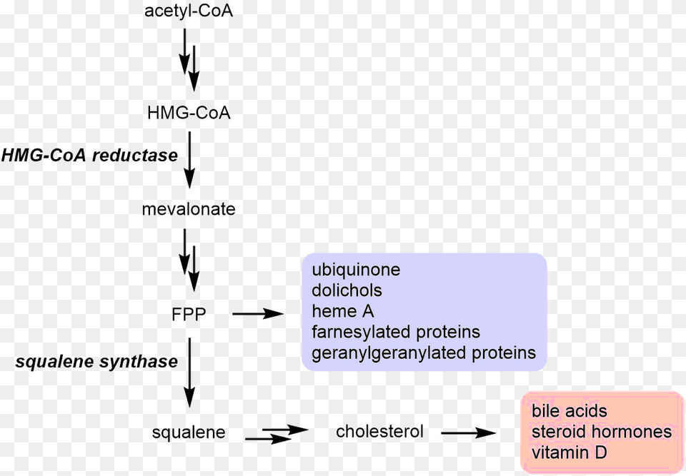 Mevalonate Pathway Branching At Fpp Farnesyl Diphosphate Farnesyltransferase, Text, Business Card, Paper Png