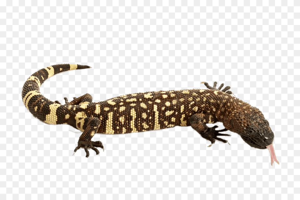 Mexican Beaded Lizard, Animal, Reptile, Gecko Png Image