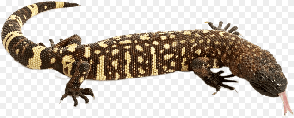 Mexican Beaded Lizard, Animal, Reptile, Gecko, Electronics Free Transparent Png