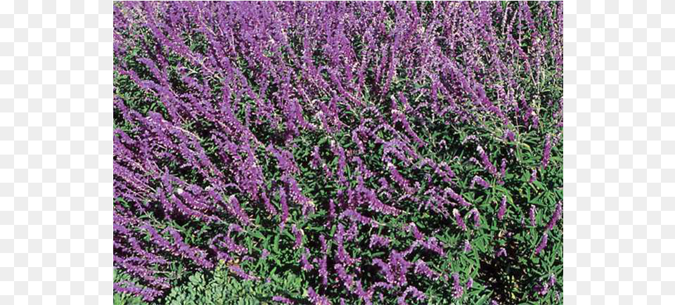 Mexican Bush Sage, Plant, Purple, Vegetation, Grass Png Image