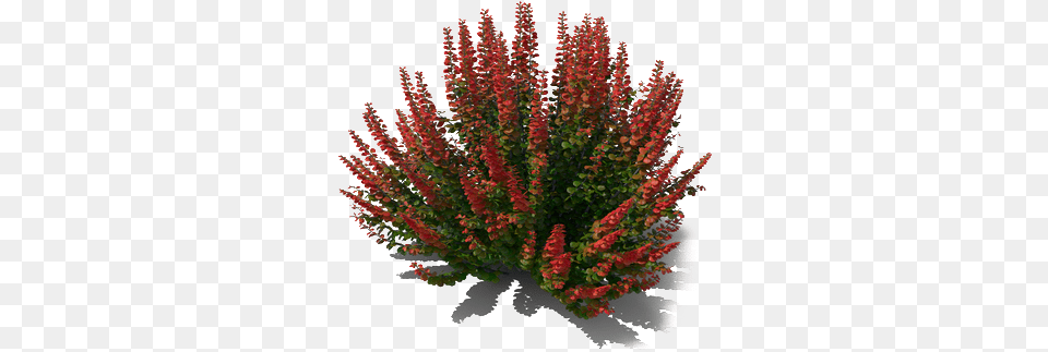 Mexican Bush Sage Image Banksia, Plant, Vegetation, Flower, Flower Arrangement Free Png