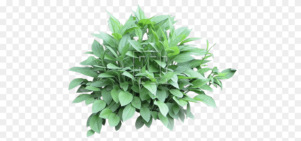 Mexican Bush Sage Images Bushes, Herbal, Herbs, Leaf, Plant Png Image