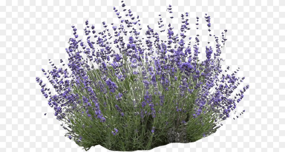 Mexican Bush Sage Lavender Bush White Background, Flower, Plant Free Png