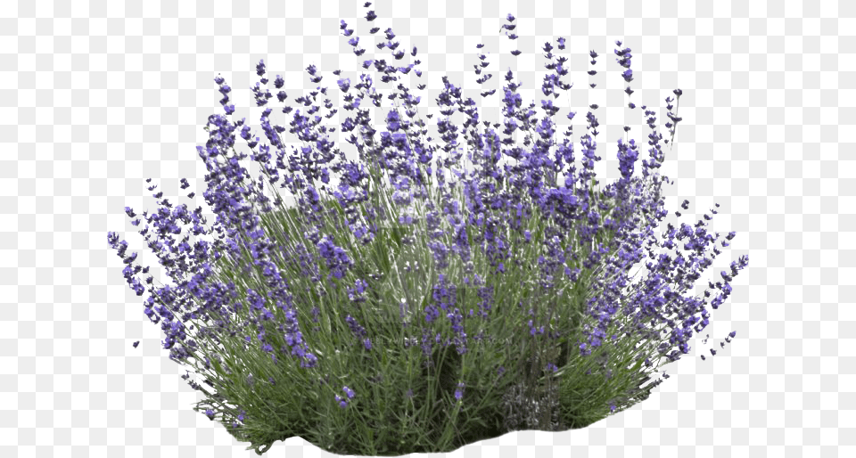 Mexican Bush Sage Transparent Transparent Lavender Bush, Flower, Plant Free Png Download