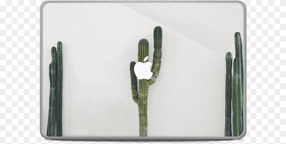 Mexican Cactus Skin Macbook Pro 17 San Pedro Cactus, Plant Free Png Download