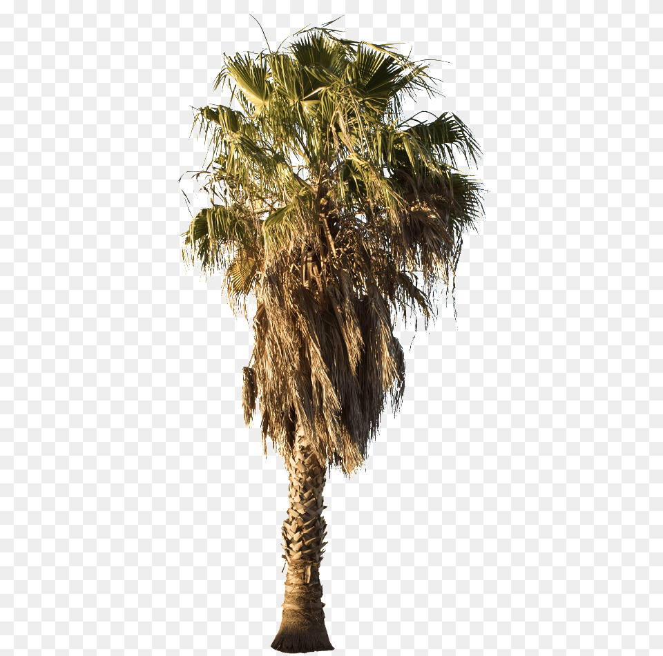 Mexican Fan Palm Tree, Palm Tree, Plant Png