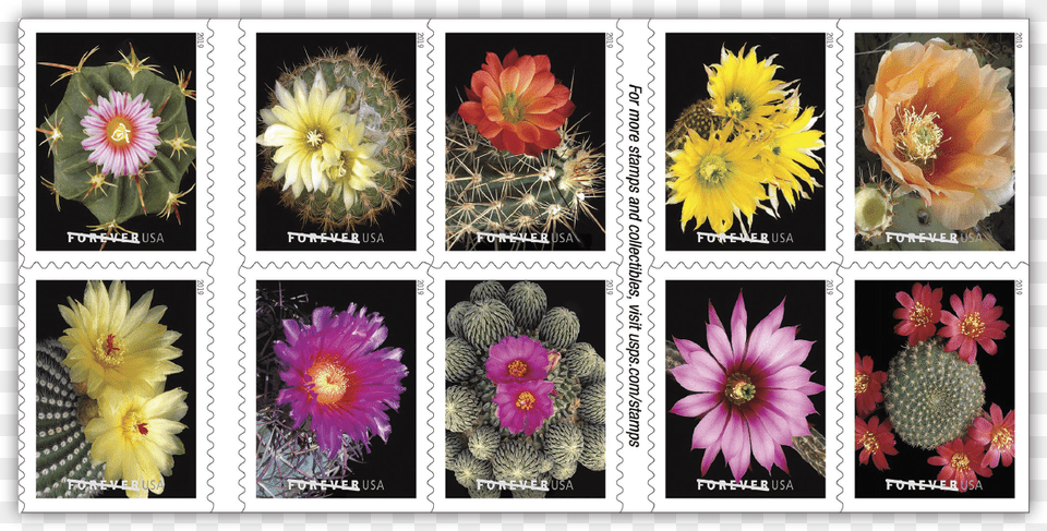 Mexican Flowers, Flower, Plant, Rose, Art Png