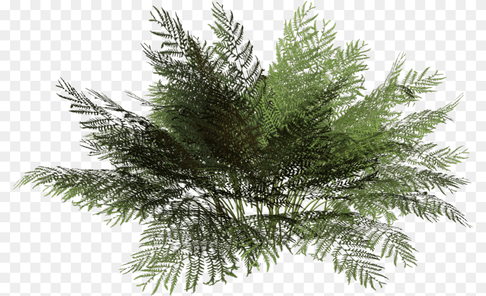 Mexican Flowers Bushes, Fern, Plant, Tree, Conifer Free Transparent Png