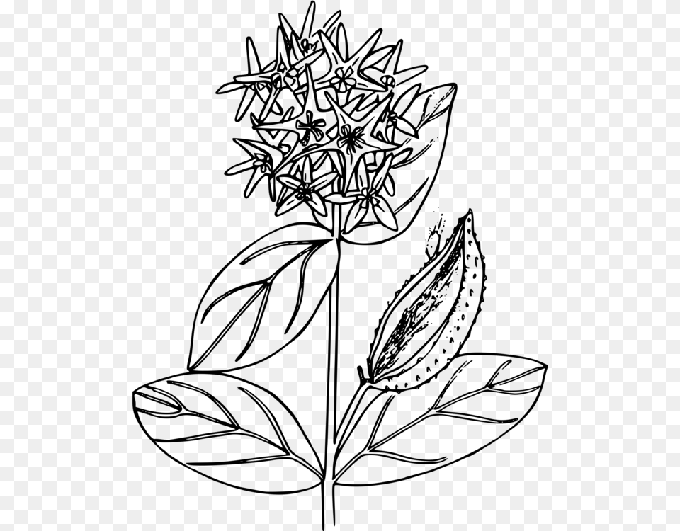 Mexican Flowers Clipart Milkweed Black And White, Gray Free Png Download
