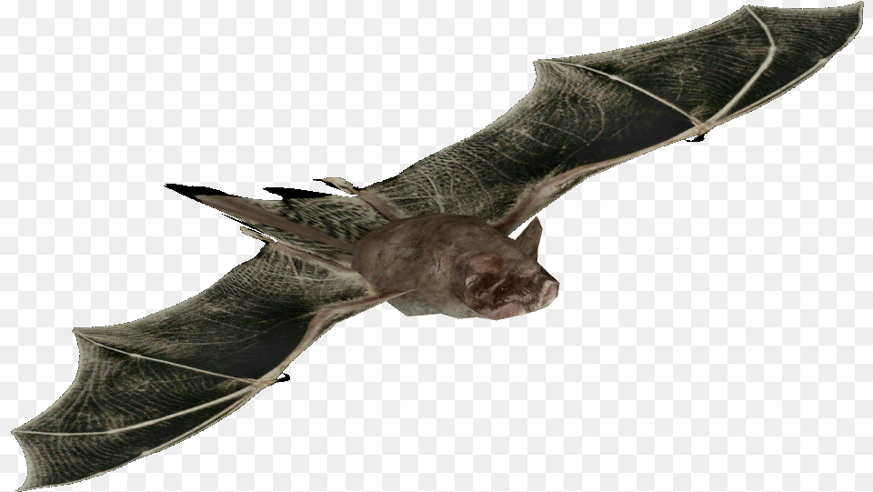 Mexican Free Tailed Bat Transparent Little Brown Myotis, Animal, Mammal, Wildlife, Cat Png Image