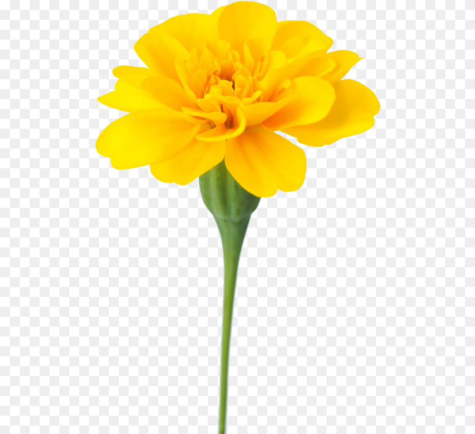 Mexican Marigold Flower Calendula Officinalis Dahlia Marigold, Anther, Daisy, Plant, Carnation Png