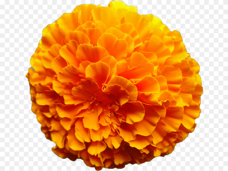 Mexican Marigold Flower Calendula Orange Marigold Flower, Carnation, Dahlia, Petal, Plant Png