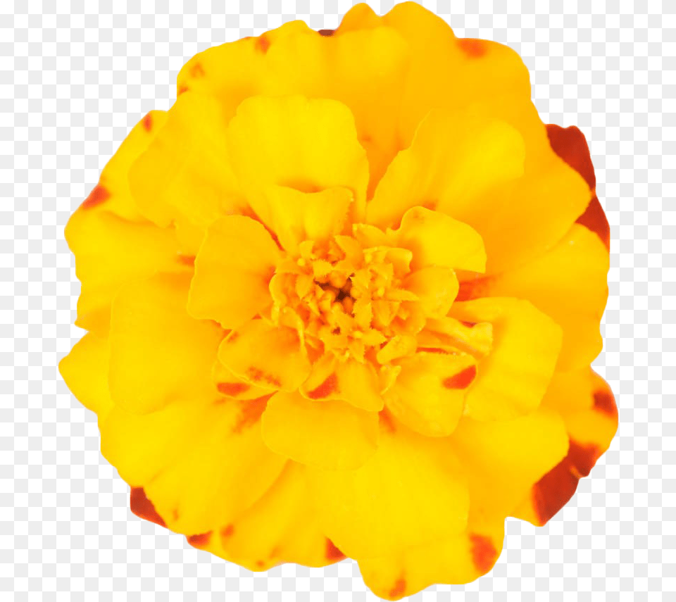 Mexican Marigold Flower Plant Yellow Marigold Marigold Flower Transparent, Petal, Pollen, Rose, Dahlia Free Png