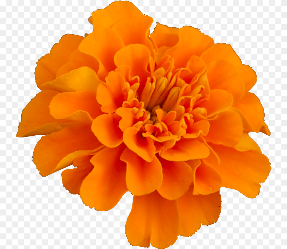Mexican Marigold Flower Pot Mary Gold Flower, Dahlia, Petal, Plant, Anther Png Image