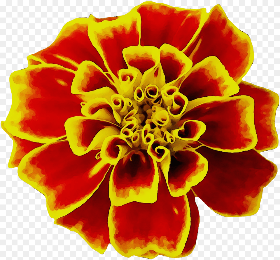 Mexican Marigold Flower Seed Image Marigold, Dahlia, Petal, Plant, Pollen Free Png Download