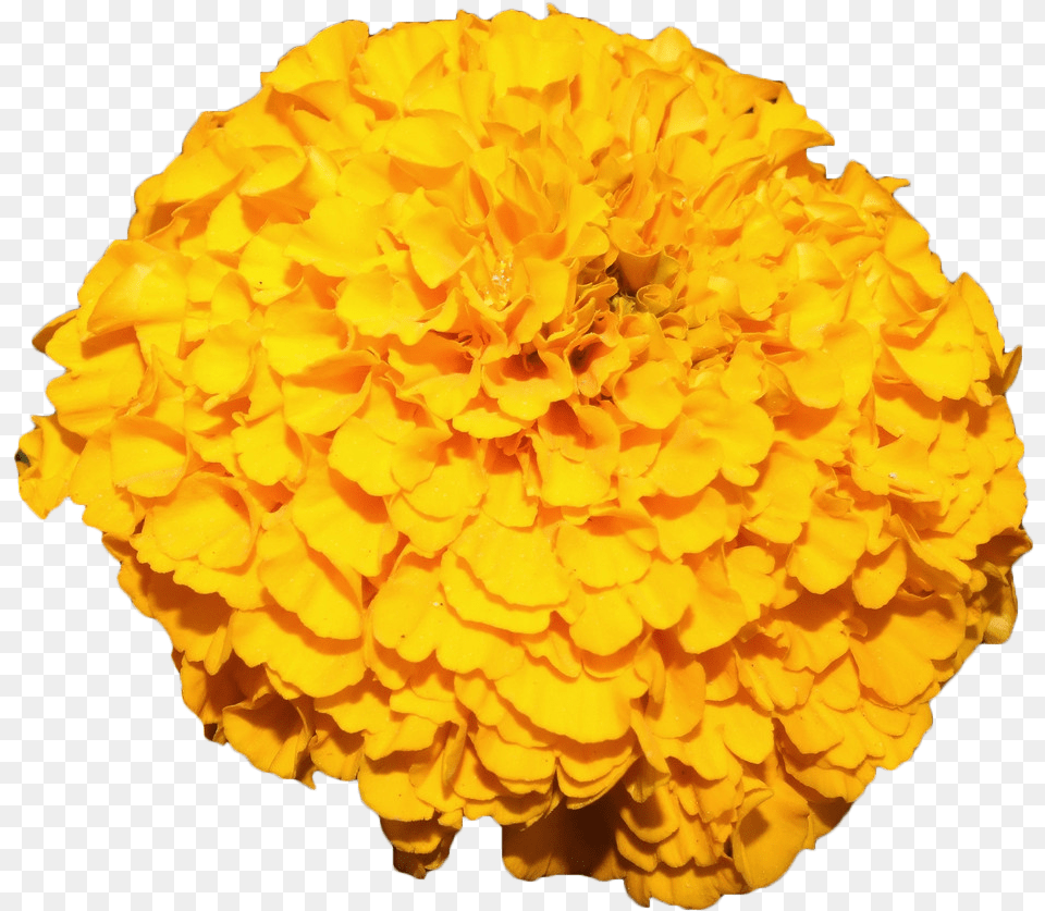 Mexican Marigold Flower Yellow Marigold Transparent Background, Petal, Plant, Animal, Bee Free Png Download