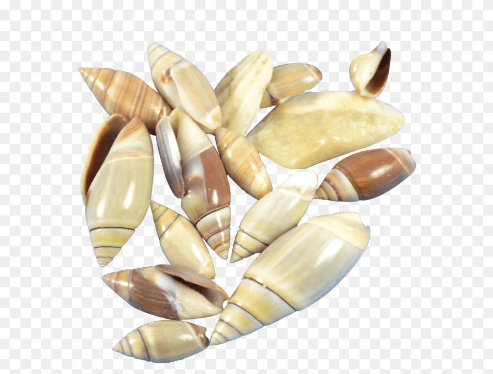 Mexican Olive Crystal, Animal, Clam, Food, Invertebrate Png Image