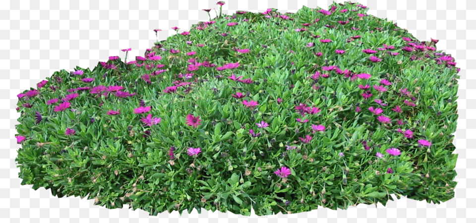 Mexican Petunia Purple Flowers Bush, Flower, Geranium, Herbal, Herbs Png