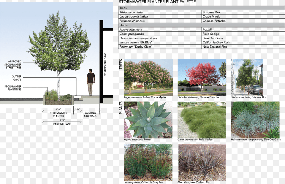 Mexican Pinyon, Art, Collage, Plant, Tree Free Png
