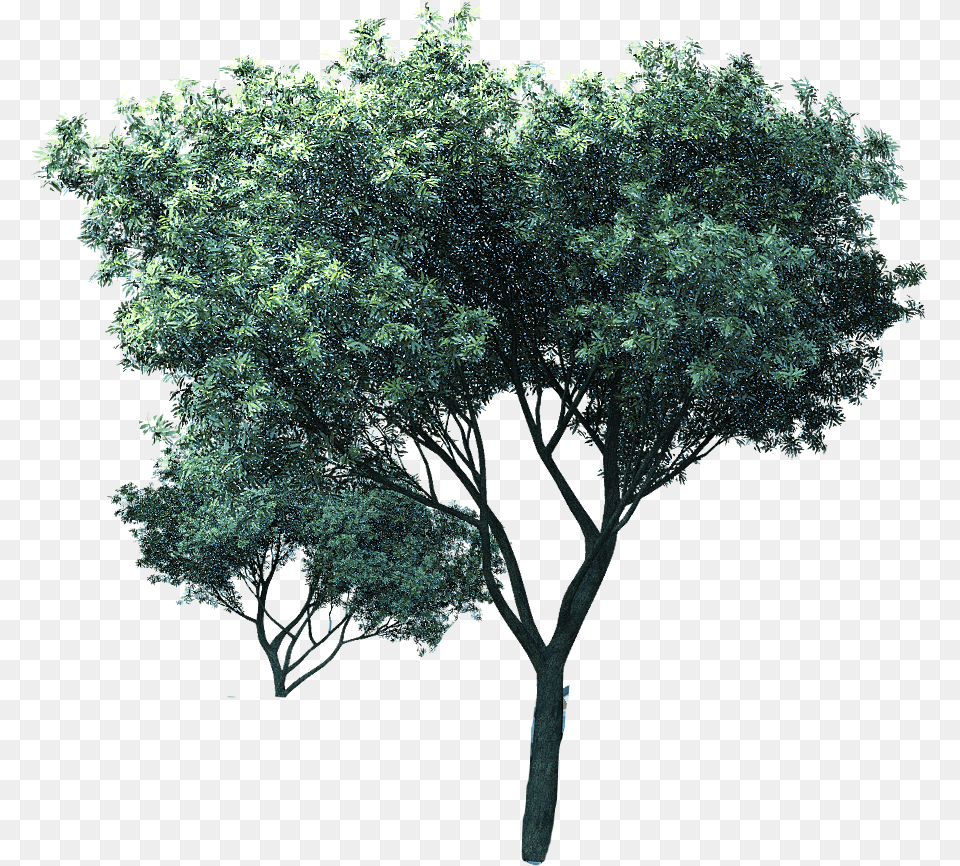 Mexican Pinyon, Oak, Plant, Sycamore, Tree Free Transparent Png