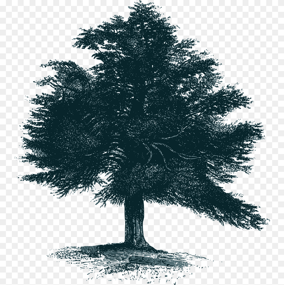 Mexican Pinyon, Plant, Tree, Silhouette, Art Png Image