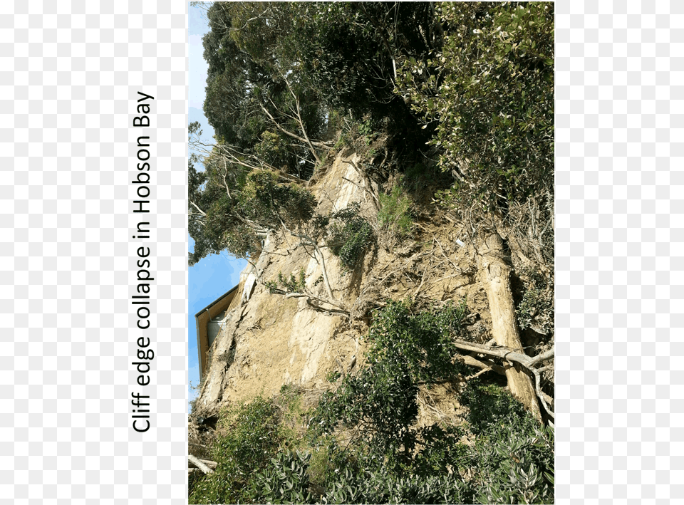 Mexican Pinyon, Cliff, Vegetation, Tree, Slope Free Transparent Png