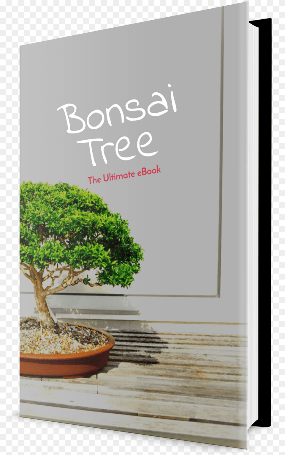 Mexican Pinyon, Plant, Potted Plant, Tree, Bonsai Free Png Download