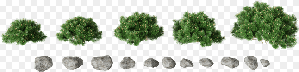 Mexican Pinyon, Plant, Tree, Conifer, Fir Free Transparent Png