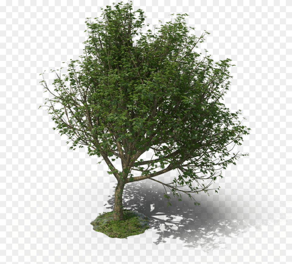 Mexican Pinyon, Plant, Potted Plant, Tree, Tree Trunk Png Image