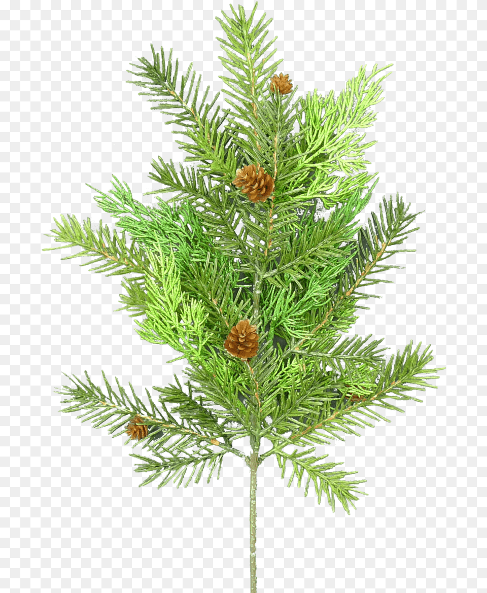 Mexican Pinyon, Conifer, Fir, Pine, Plant Png Image