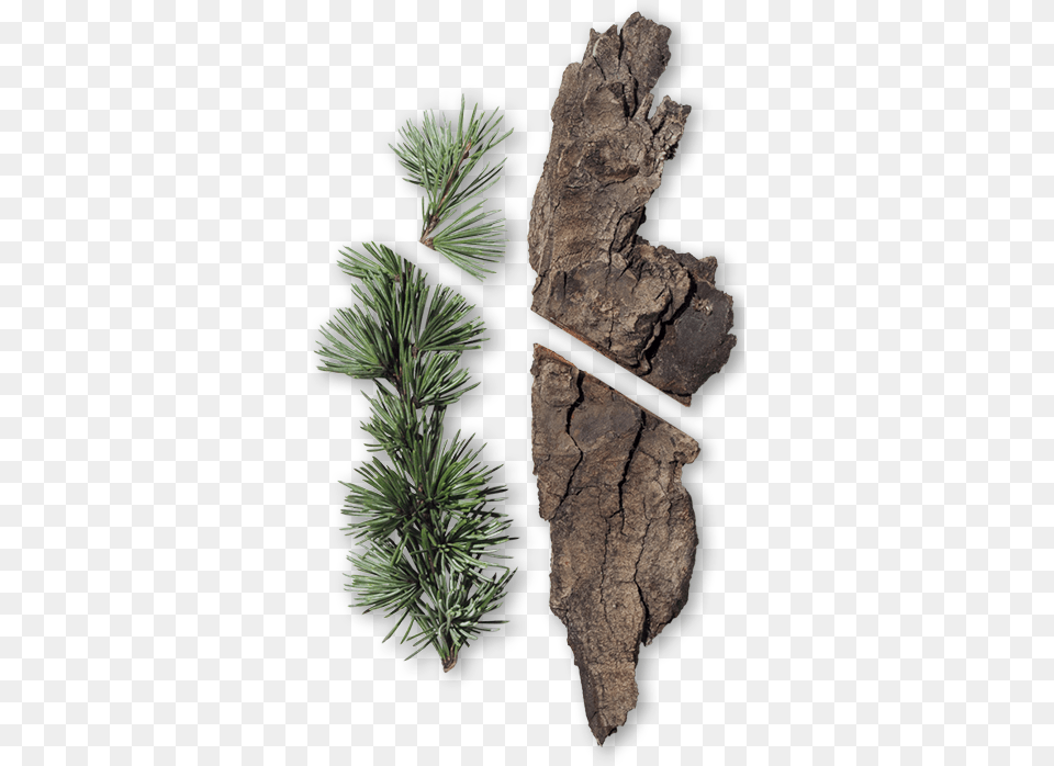 Mexican Pinyon, Conifer, Plant, Tree, Food Free Png