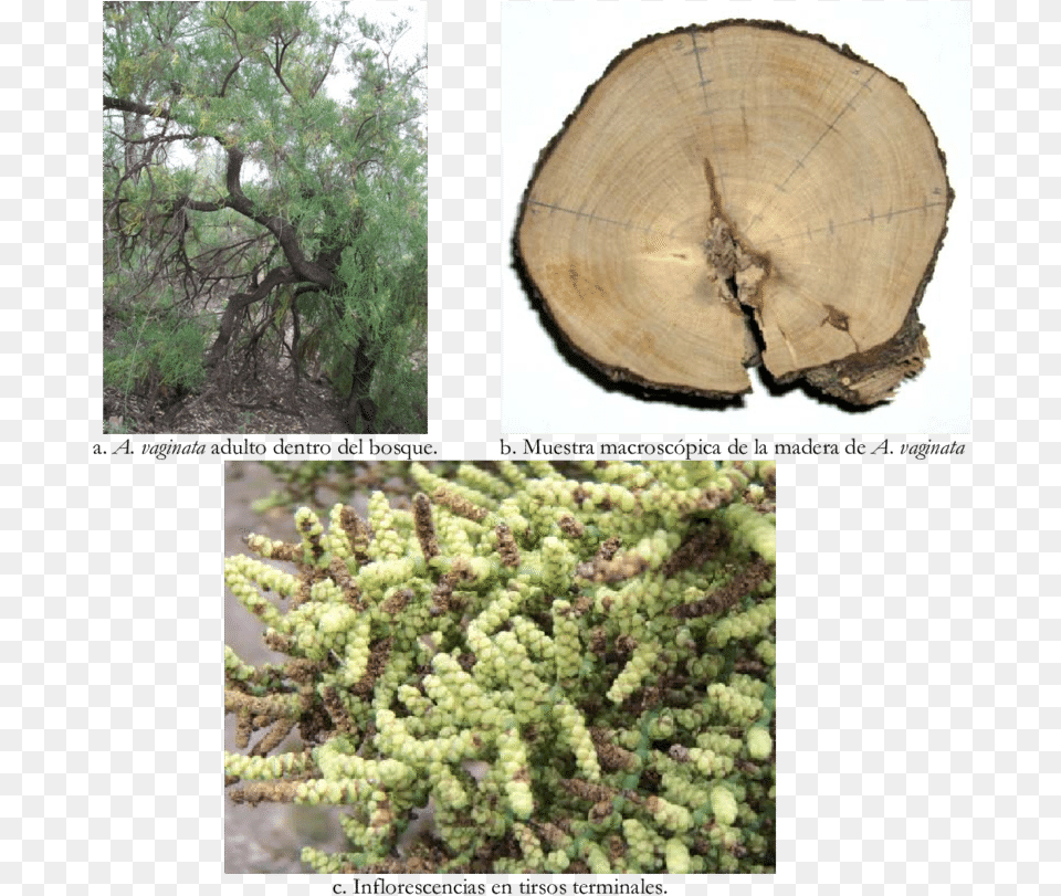 Mexican Pinyon, Plant, Tree, Wood, Vegetation Free Png Download