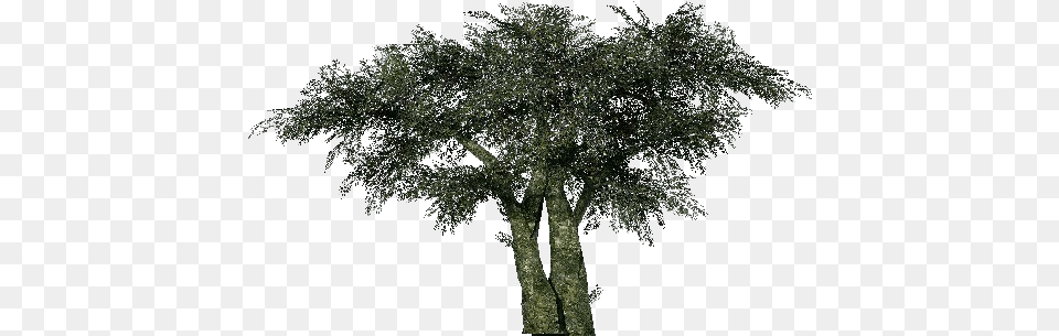 Mexican Pinyon, Oak, Plant, Tree, Tree Trunk Free Png Download