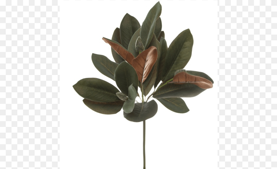 Mexican Pinyon, Leaf, Plant, Flower, Potted Plant Png Image