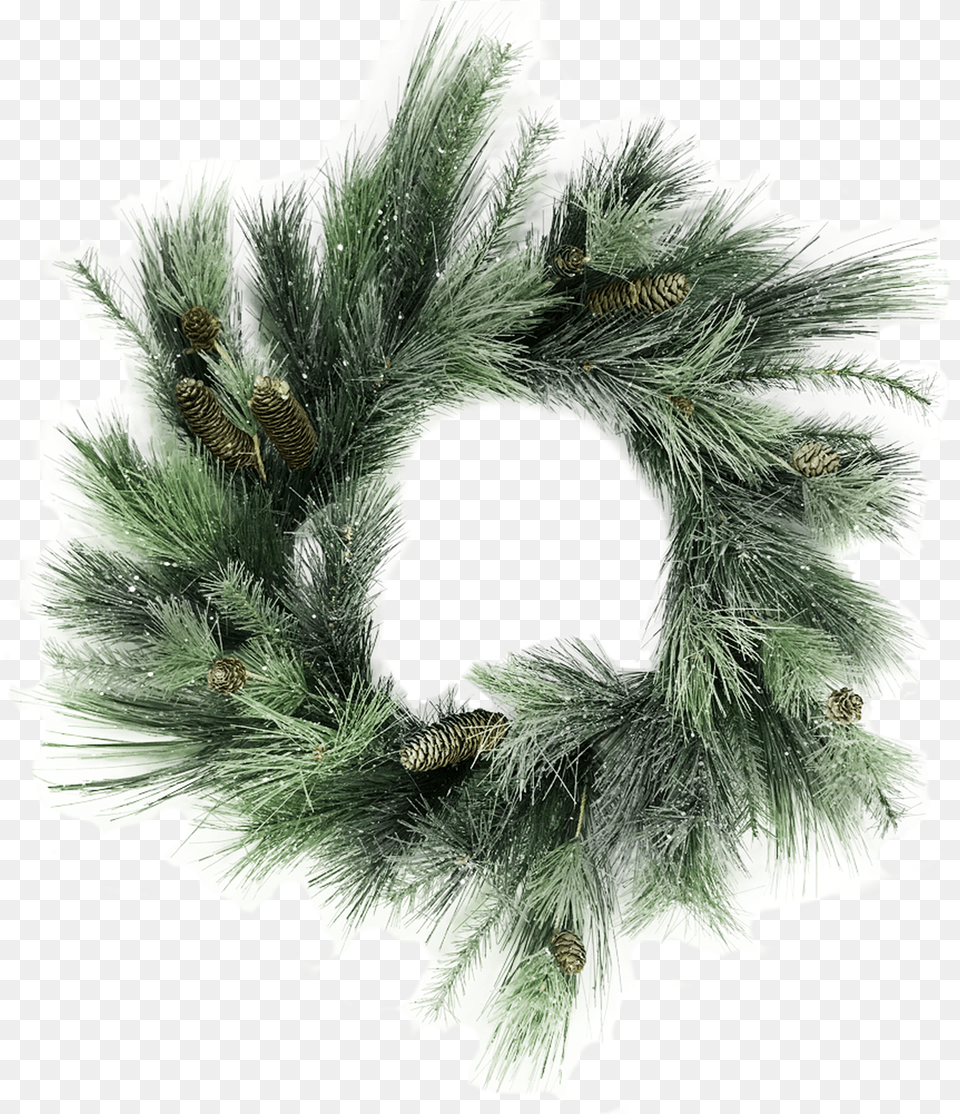 Mexican Pinyon, Plant, Tree, Wreath, Person Free Transparent Png